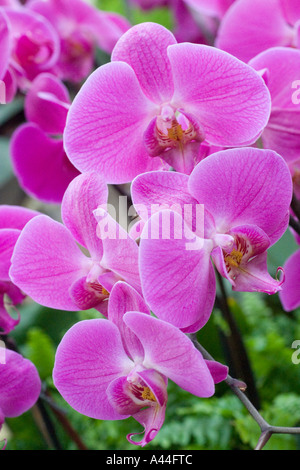 Orchid Phalaenopsis Foto Stock