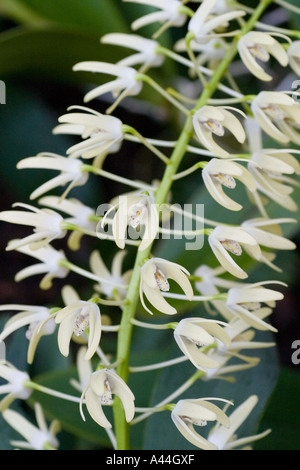 Re Orchid. Dendrobium speciosum Foto Stock