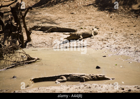 Il sacro coccodrilli di Amani village, Foto Stock