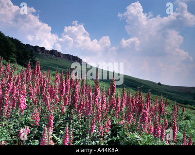 Foxgloves crescente tra i bracken sotto bordo Stanage in Inghilterra del Parco Nazionale di Peak District, Derbyshire Foto Stock