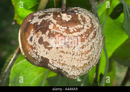 Deturpato marciume bruno fungo su apple frutto della Svezia Foto Stock