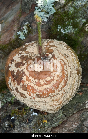 Deturpato marciume bruno fungo su apple frutto della Svezia Foto Stock