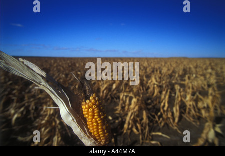 Fallito il raccolto di granturco durante la siccità 3582 SIP Foto Stock