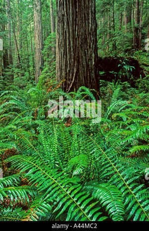Crescita Vecchia Foresta di Redwood Sequoia sempervirens Prarie Creek Redwoods State Park California USA