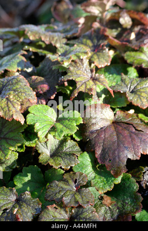 Tellima grandiflora rubra colori bene durante il periodo invernale Foto Stock