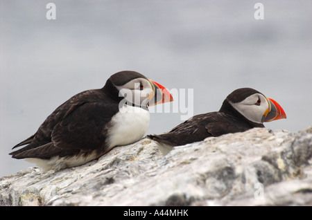 I puffini sull isola di fiocco, farne Islands, Northumberland, Inghilterra Foto Stock