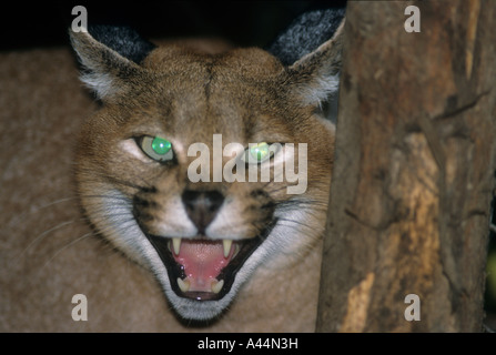 Captive Lynx caracal (Felis caracal),una specie in via di estinzione. Foto Stock