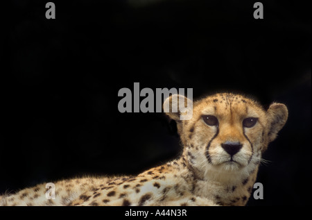 Ritratto di un adulto ghepardo (Acinonyx jubatus) Foto Stock