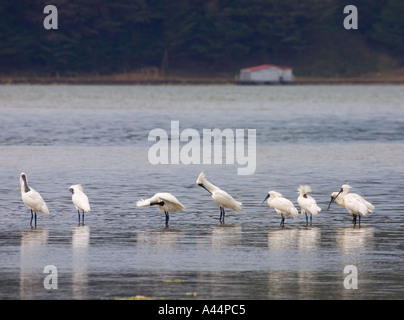 Un gregge di Royal spatole toelettatura in ingresso Hoopers Penisola di Otago Foto Stock