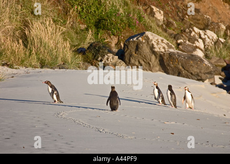 Giallo-eyed pinguini permanente sulla spiaggia dopo che arrivano dal mare di sera Foto Stock