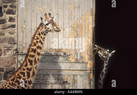 Captive le giraffe per lo Zoo di Chester, Cheshire Regno Unito. Foto Stock