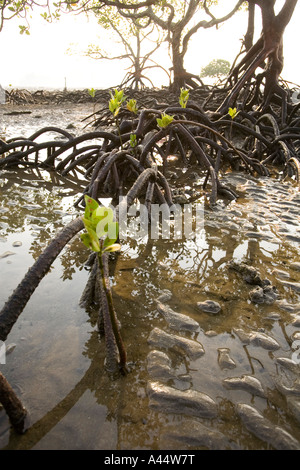 India Andamane e Nicobare Nord isola delle Andamane Diglipur costiere di mangrovie nuova crescita di germogli Foto Stock
