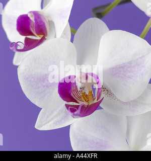 Fiori di orchidea viola contemporary Foto Stock