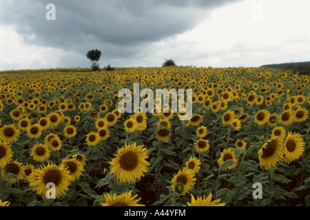 Oceano di girasoli - India Foto Stock