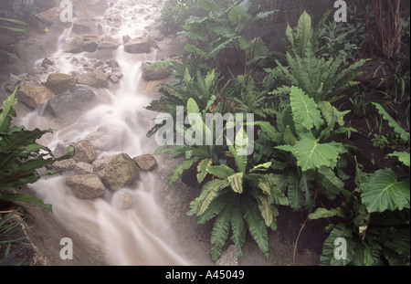 Flusso di vegetazione tropicale all'interno del mondo s più grande serra Eden Project Cornwall Regno Unito Foto Stock