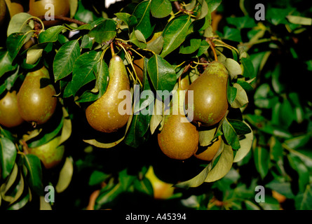 Albero di pera Foto Stock