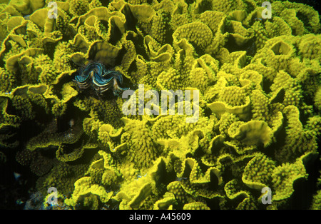 Maxima clam (Tridacna maxima) in giallo corallo lattuga (Turbinaria mesenterina), Panorama Reef (Abu Alama), Mar Rosso, Egitto Foto Stock