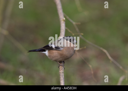 Ciuffolotto Pyrrhula pyrrhula femmina adulta appollaiato su un ramo, Carsington acqua, Derbyshire Foto Stock