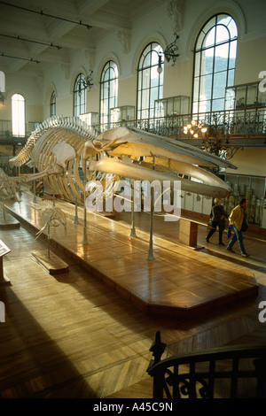 Monaco di scheletro di balena in Musee Oceanographique Museo Oceanografico Foto Stock