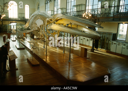 Monaco di scheletro di balena in Musee Oceanographique Museo Oceanografico Foto Stock