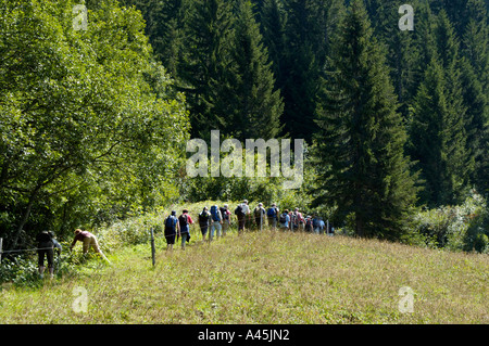 Signor Escursionismo gruppo ogni dopo un altro attraversa un prato nella foresta Haute Savoie Francia Foto Stock