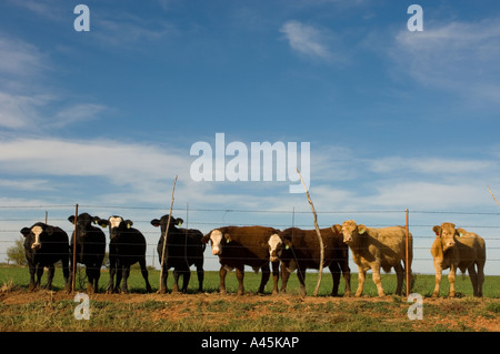 Vacche LINE UP dietro un filo spinato in un ranch del Texas Foto Stock