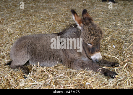 Giovani miniatura baby donkey Foto Stock