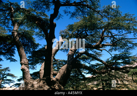 Becharee N. Libano Foret de Dieu Cedrus libani pensiero 5.000 yr old Cedrus libani Foto Stock