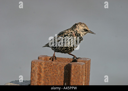 STARLING STERNUS VULGARIS SEDUTA SUL POST FV Foto Stock