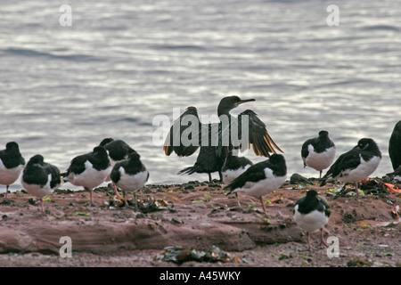 Cormorano phalacrocorax carbo sulle rocce con ostriche catturatori Foto Stock