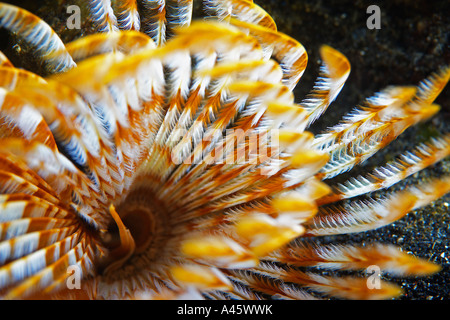 Crinoidea Featherstar nei mari tropicali del Nord Sulawesi, Indonesia Foto Stock