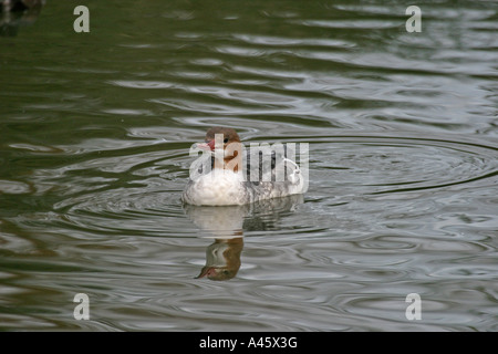 Smergo maggiore Mergus merganser nuoto femminile SV Foto Stock