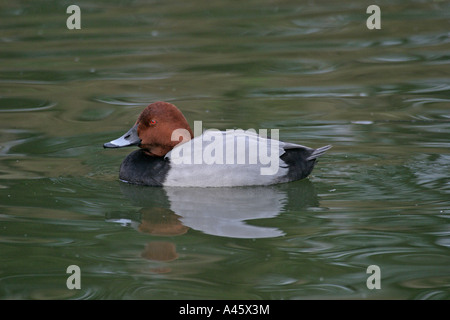 POCHARD Aythya ferina nuoto maschio sv Foto Stock