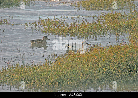 Alzavola Anas crecca coppia alimentazione SV Foto Stock