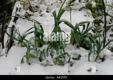 Porri crescente nella neve Foto Stock