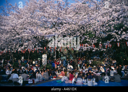 Giappone Honshu Tokyo Hanami Cherry Blossom la visualizzazione di parti di gente seduta sul terreno con picnic nel Parco di Ueno in primavera Foto Stock