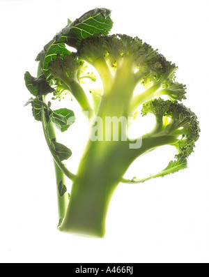 Broccoli su sfondo bianco Foto Stock