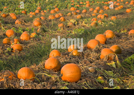 Zucca matura in pre campo di raccolto. Foto Stock