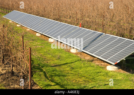 Pannelli solari operanti in vigna dormienti. Foto Stock