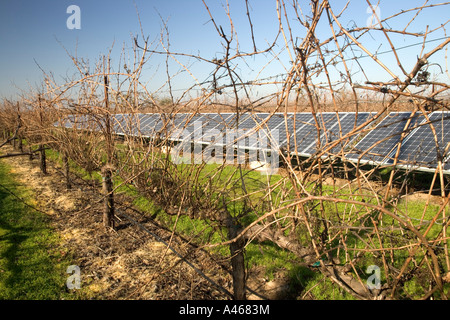 Pannelli solari operanti in vigna dormienti. Foto Stock