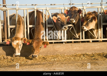 Jersey vacche da latte alimentare nei montanti. Foto Stock