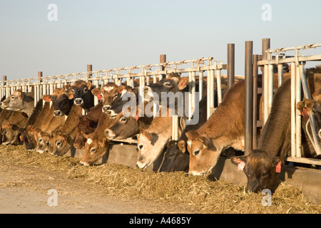 Jersey vacche da latte alimentare nei montanti. Foto Stock