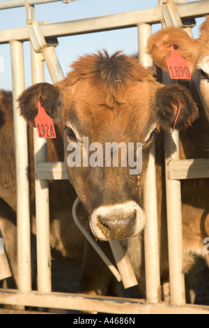 Ritratto di Jersey vacca da latte nel montante. Foto Stock