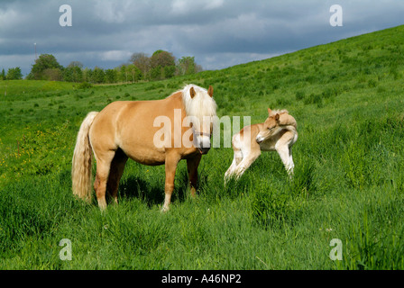 Avelignese Foto Stock