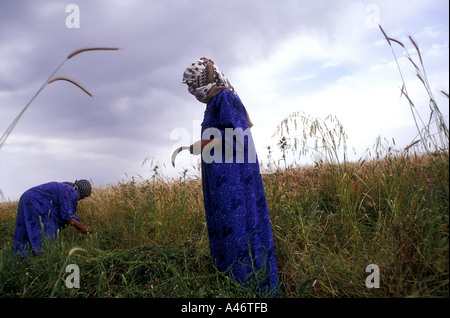 Due donne il raccolto di granturco nei loro campi nei pressi del villaggio di baashika Iraq Foto Stock