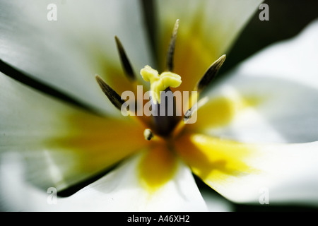 In prossimità del centro di un tulipano bianco Foto Stock