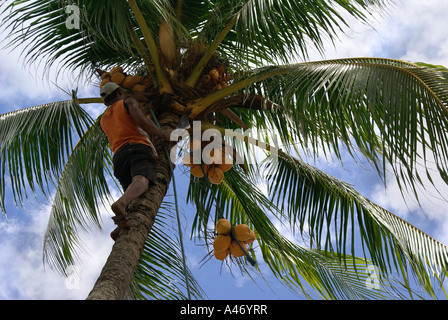 Uomo di arrampicarsi su un albero di palma per la raccolta di noci di cocco, Pernambuco, Brasile Foto Stock