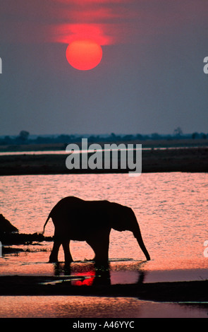 Elefante africano Loxodonta africana bere sul fiume Chobe Chobe National Park Botswana Africa Subsahariana Foto Stock