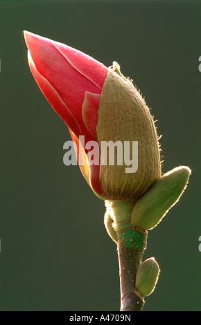 Tulip-magnolia Magnolia soulangeana x) Amabilis Foto Stock