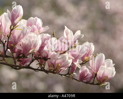 Tulip-magnolia Magnolia soulangeana x) Amabilis Foto Stock